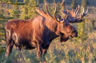 moose.png
