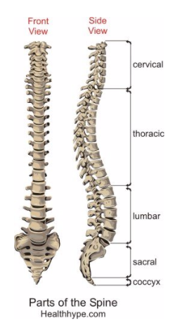 spine.png